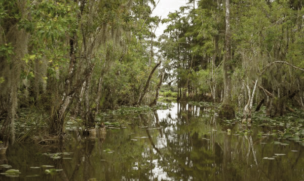 Kano Swamp